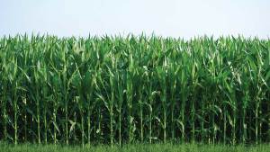 Dow Gets Big Boost from Higher Latin America Herbicide, Insecticide Demand