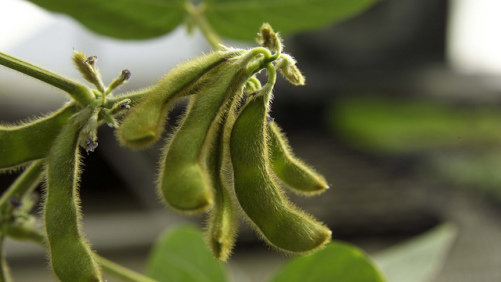BASF: ‘Closely Monitoring’ Dicamba Situation in Arkansas