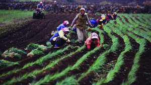 Stricter MRLs Pushing Global Demand for Biopesticides