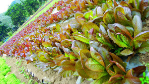 Biopesticides Primed for Growth
