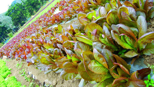 Biopesticides Primed for Growth