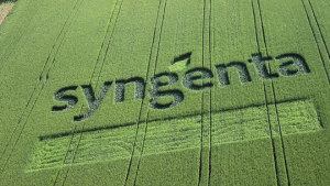 Syngenta emplea una plataforma de inteligencia artificial exclusiva para acelerar el proceso de I + D