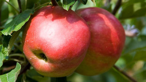 PGRs: The Overlooked Piece of the Biopesticides Puzzle