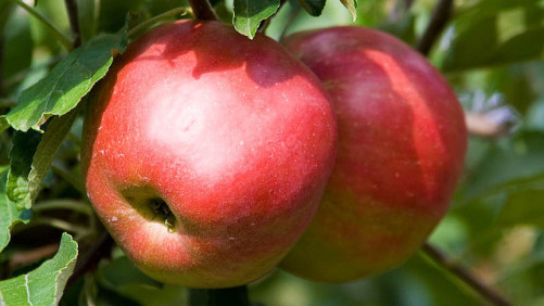 PGRs: The Overlooked Piece of the Biopesticides Puzzle