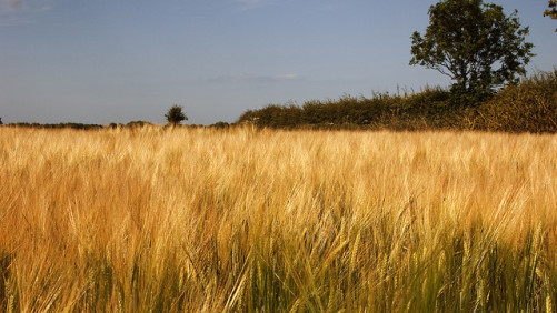 Lavie Bio expande produto bioinoculante para trigo de primavera para durum e cevada