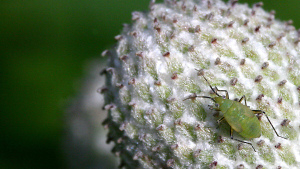 生物农药比。传统农药
