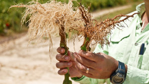 Adama Registers Nimitz Nematicide in California