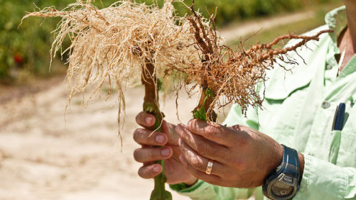 Adama’s Nimitz Receives U.S. EPA Registration