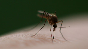 Sumitomo Announces New Mode of Action for Adult Mosquito Control