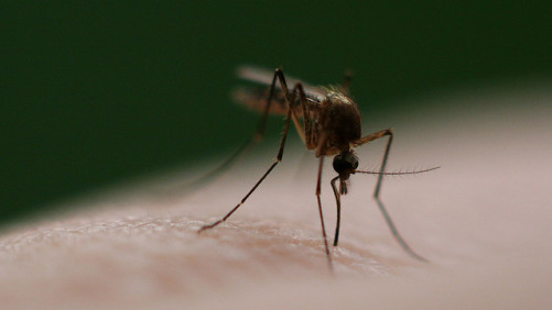 Sumitomo Announces New Mode of Action for Adult Mosquito Control