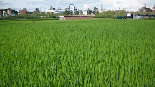 Japanese Seed Treatment Market for Rice Climbs – Kline