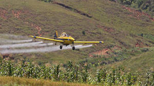 Locust Plague in Madagascar Halted, For Now