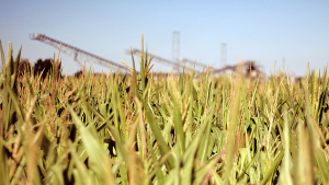 Monsanto Quarterly Profit Off on Lower Corn Acreage