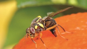 Fruit Flies Are One In The Same