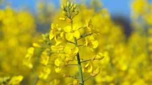 Pesticide Bans Affecting UK and German Crops