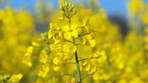 Pesticide Bans Affecting UK and German Crops