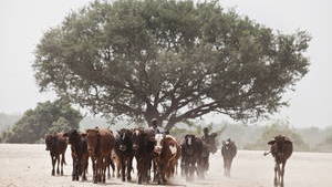 Anti-Desertification Effort To Create More Demand For Crop Inputs in Africa