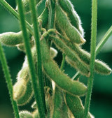 DuPont lança herbicida EverpreX para soja