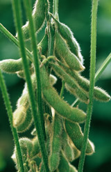 Monsanto Posts Strong Profit on Soybean, Crop Protection Sales