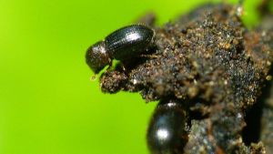Brazil Declares Emergency Due to Coffee Borer Outbreak