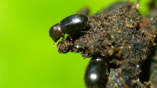 Brazil Declares Emergency Due to Coffee Borer Outbreak