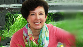 Marrone Bio Innovations and Groundwork BioAg Test Bio-stacked Microbial Seed Treatments