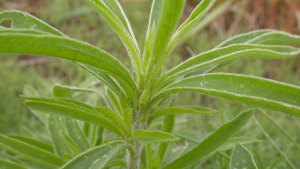 How Kochia Became Resistant to Glyphosate