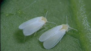 Koppert Launches AgriTrap Natural Insecticide