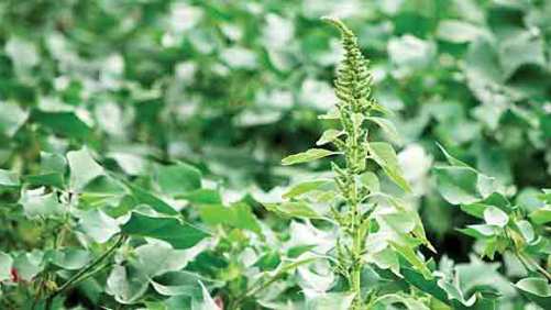 BASF Acquires Technology for L-Glufosinate Ammonium from AgriMetis