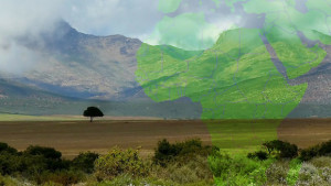 The Tenuous Future of Glyphosate in Africa