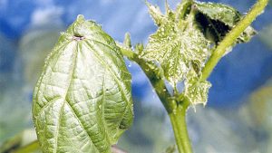 India: Corteva Launches New Insecticide for Aphid Control