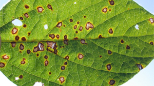 FMC Gets EPA Approval for Lucento Fungicide
