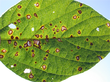FMC Gets EPA Approval for Lucento Fungicide