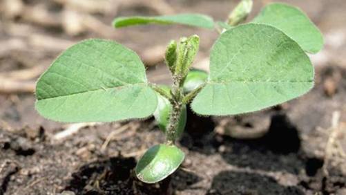 DuPont Launches New Herbicide-Tolerant Trait