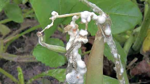 The Biopesticide Market Is Thriving