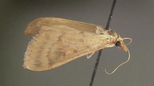 Syngenta Expands Corn Traits in Vietnam