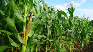 Como a parceria público-privada da Monsanto Índia está melhorando a vida dos produtores de milho