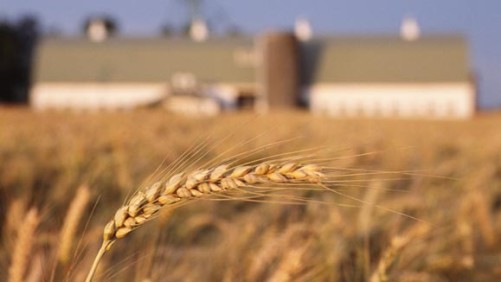 Monsanto Reaches Settlement Agreement With Midwest Wheat Farmers