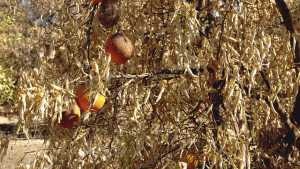 Estudio del USDA aborda la adaptación de la agricultura al cambio climático
