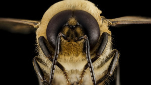 EU Court Backs Ban on Three Neonicotinoids