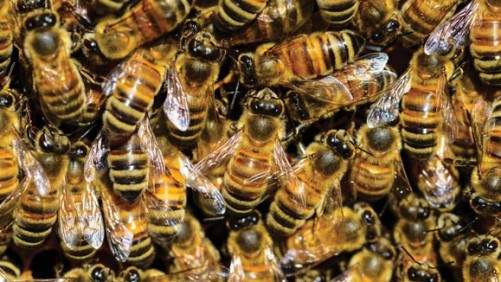 Comissão da UE proíbe pesticida da Bayer associado a danos às abelhas