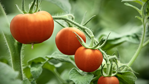 Valagro lanza bioestimulante en Brasil