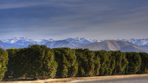 With California Glyphosate Verdict, Full-Blown Chemical Warfare Has Started