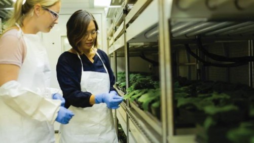DuPont’s Pipeline Includes New Fungicide, Insecticide and Nematicide