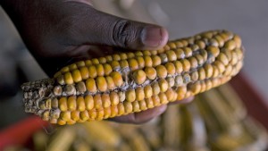 Southern Africa Faces Extensive Crop Failure in 2016