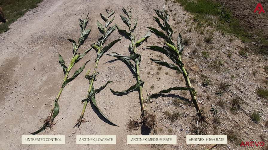 Arevo’s Arginex Corn Delivers More Grain with Less Nitrogen in Independent European and South American Field Trials